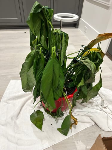 Customer photo review of Plant Food
