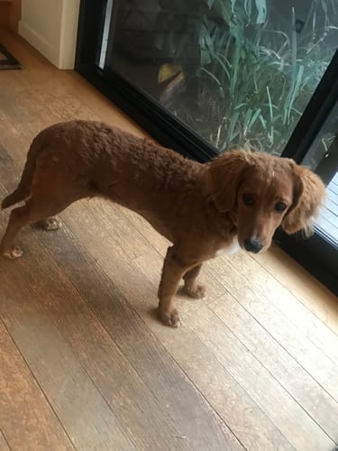 Customer photo review of I've Got The Power | Chicken & Ginseng