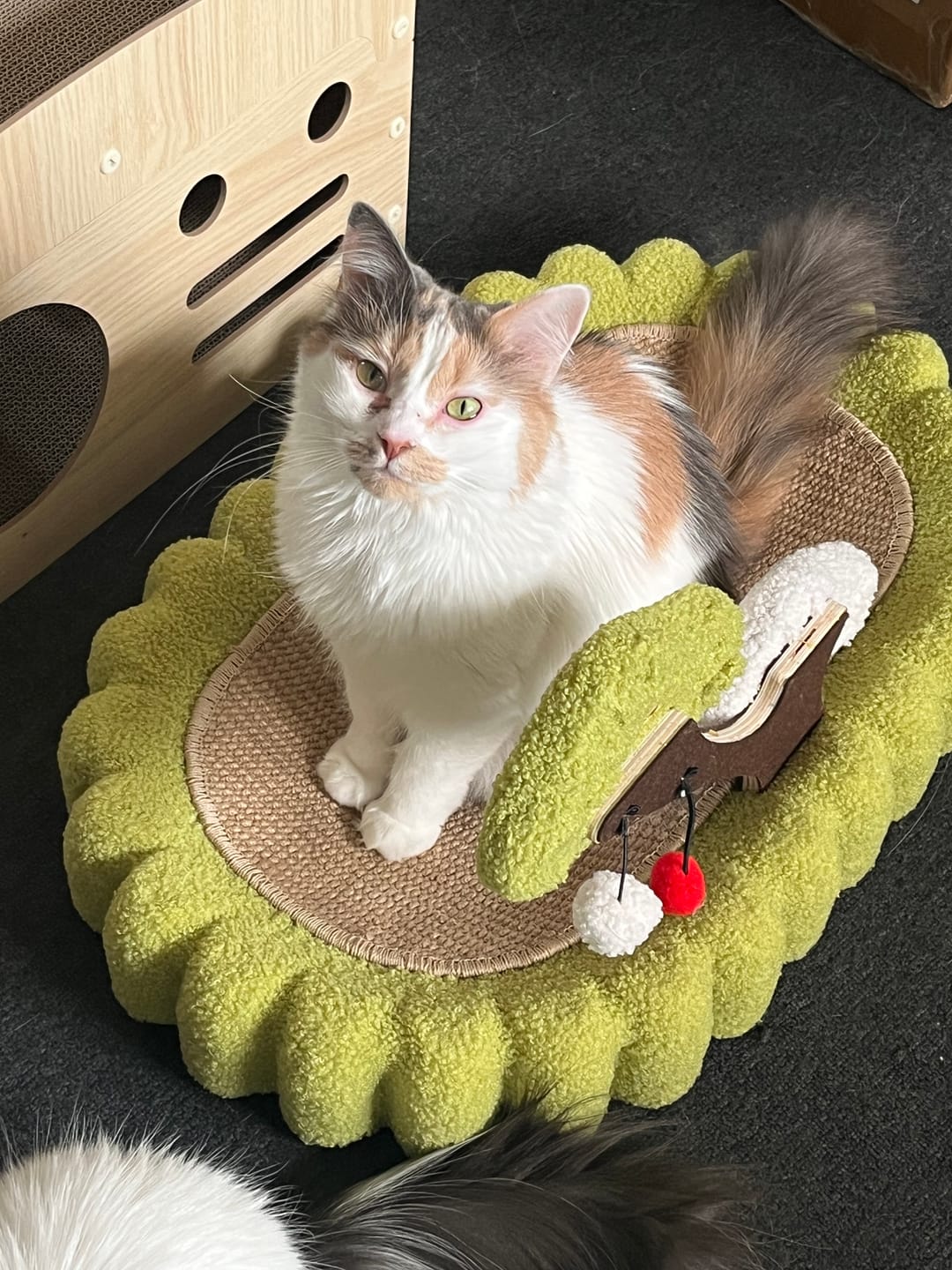 Customer photo review of Multifunctional Cat Scratcher Bed