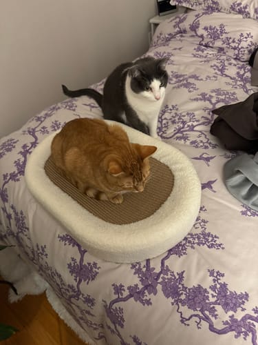 Customer photo review of ScratchLounge