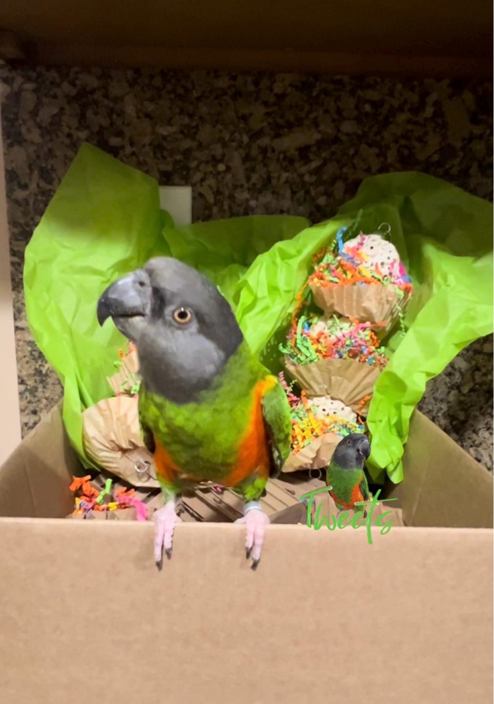 Customer photo review of Triple Scoop - Cheep Thrills Bird Toys