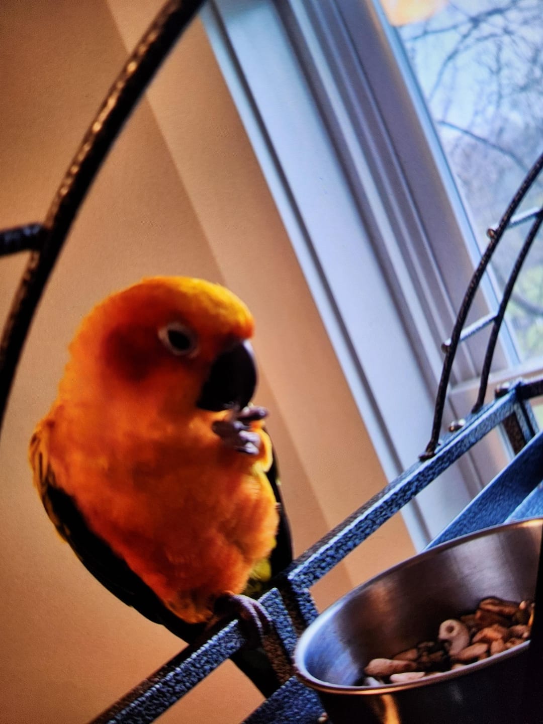 Customer photo review of Whole Balance by Bird Bites - Cooked & Freeze Dried Grains & Legumes