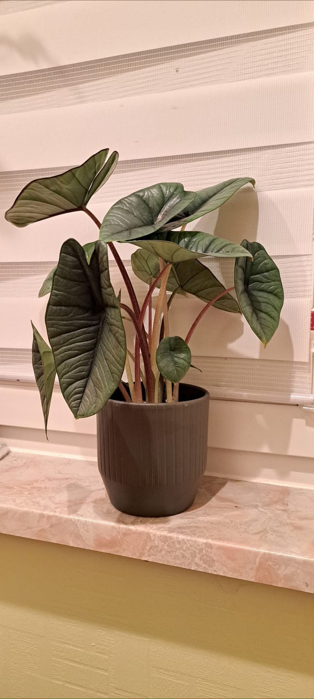 Customer photo review of ALOCASIA PLATINUM