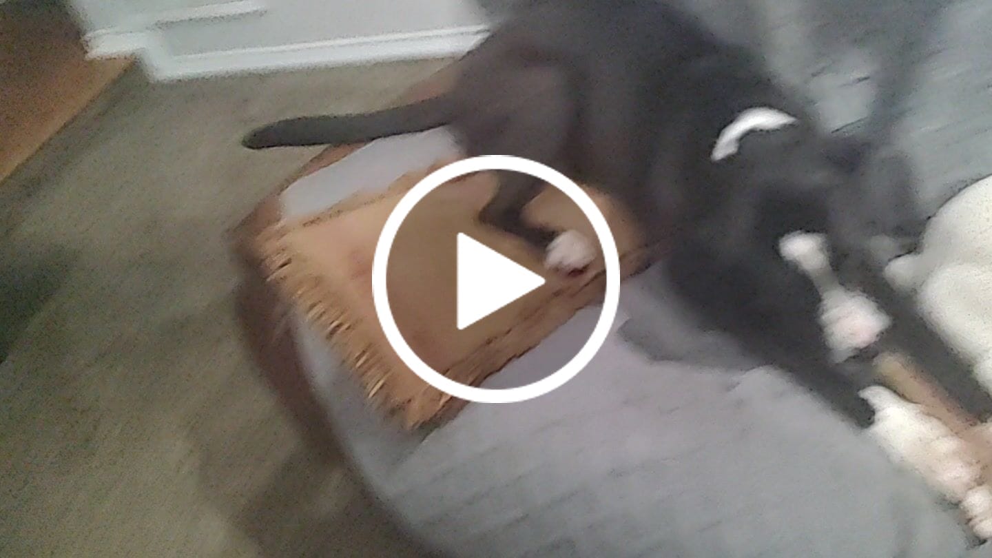 Customer video review of Ostrich Shaft Bones (11" x 2"): The Long-Lasting, Flavorful Chew for Medium to Large Dogs