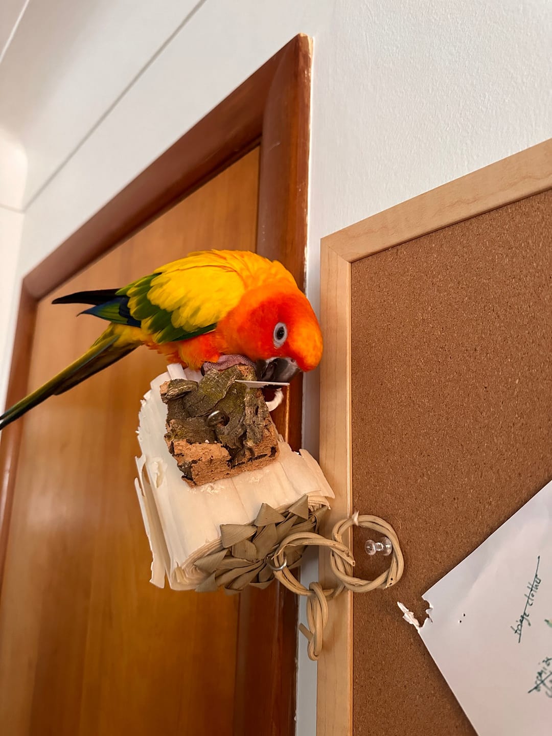 Customer photo review of Sola Roller by Cheep Thrills Bird Toys