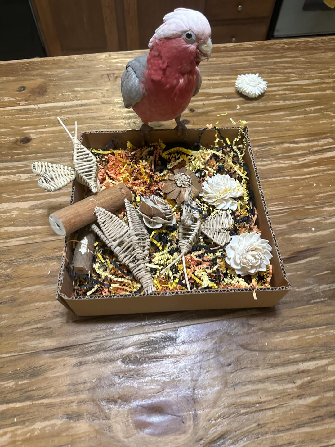 Customer photo review of "BYOT" Foraging Flats by Cheep Thrills