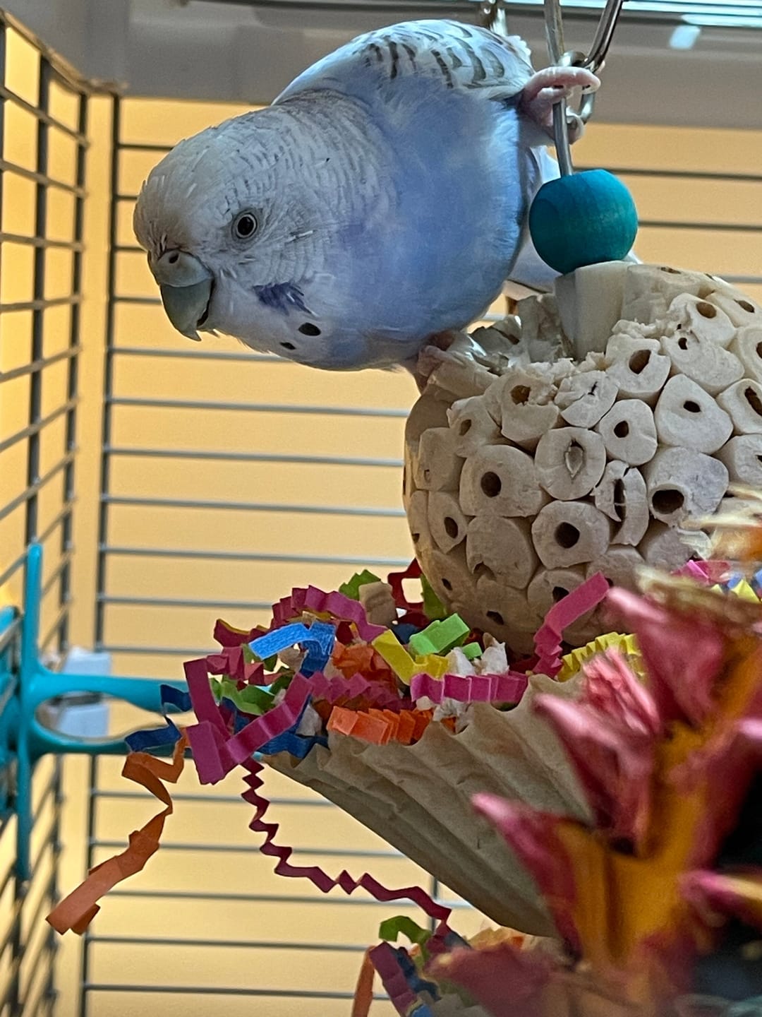 Customer photo review of Triple Scoop - Cheep Thrills Bird Toys