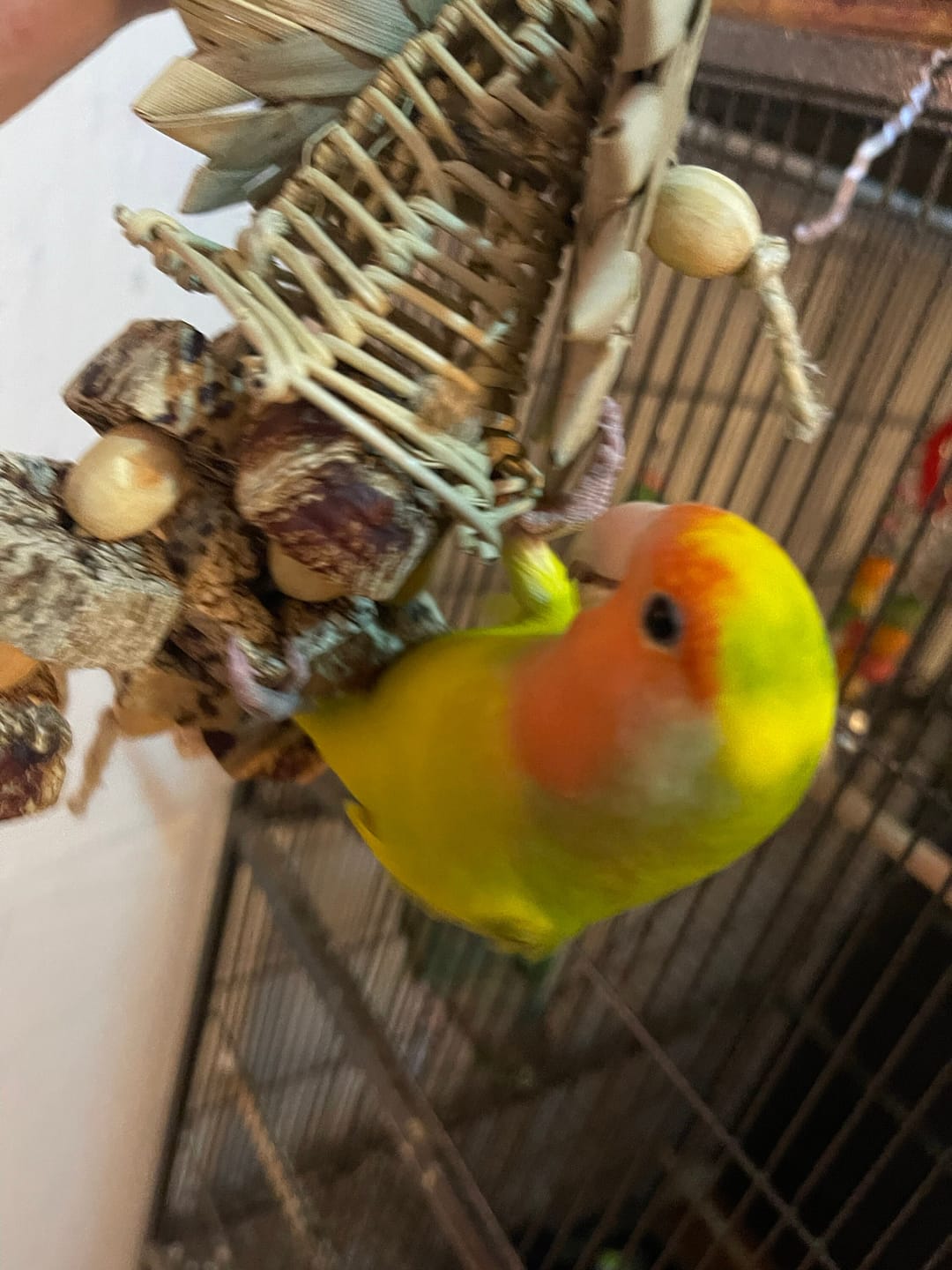 Customer photo review of Blast Off by Cheep Thrills Bird Toys