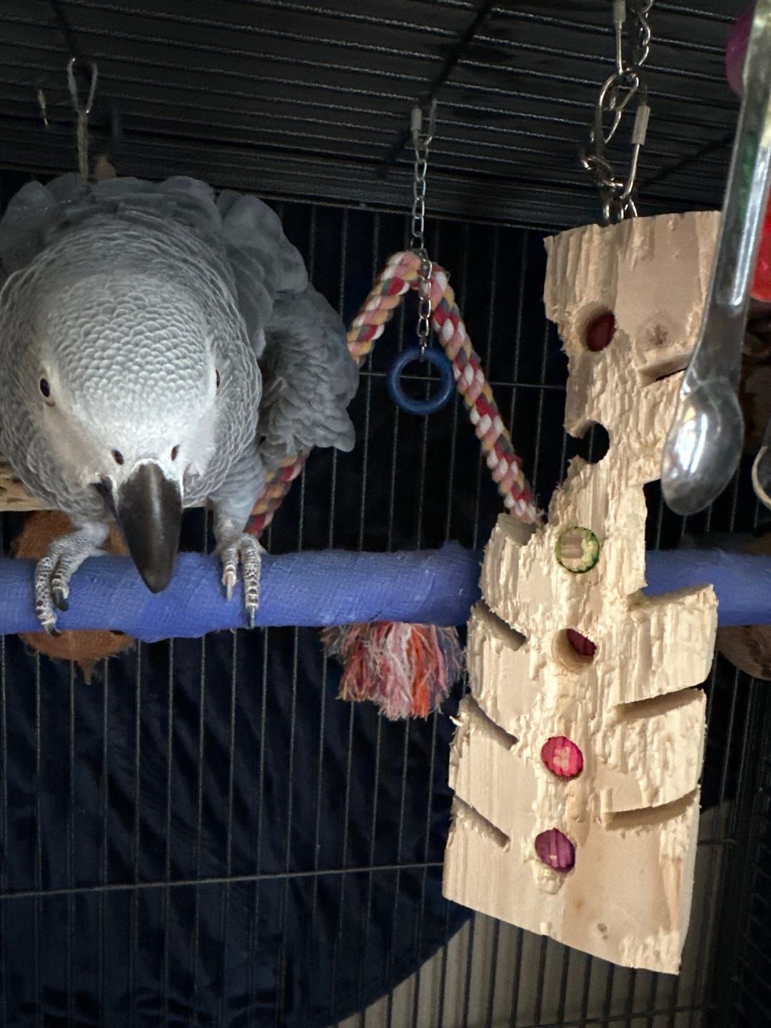 Customer photo review of Stop! Forage Time by Cheep Thrills Bird Toys