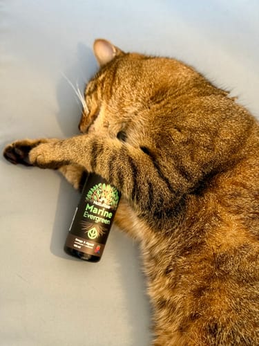 Customer photo review of Omega 3 Algenöl