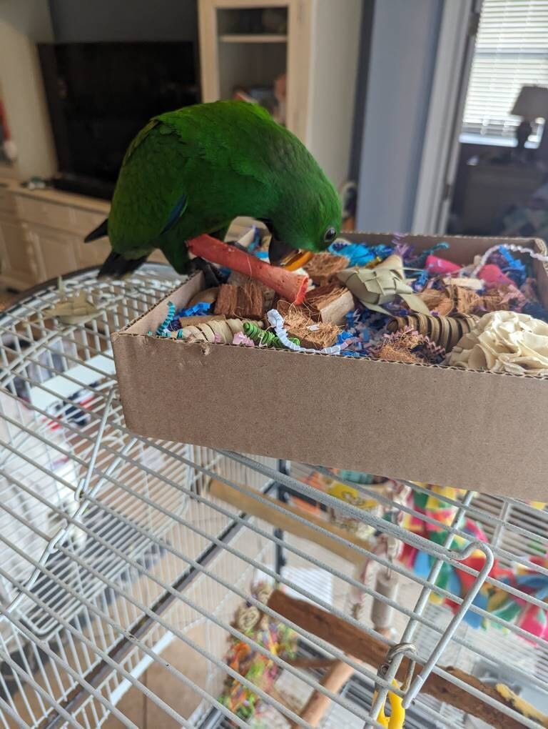 Customer photo review of "BYOT" Foraging Flats by Cheep Thrills