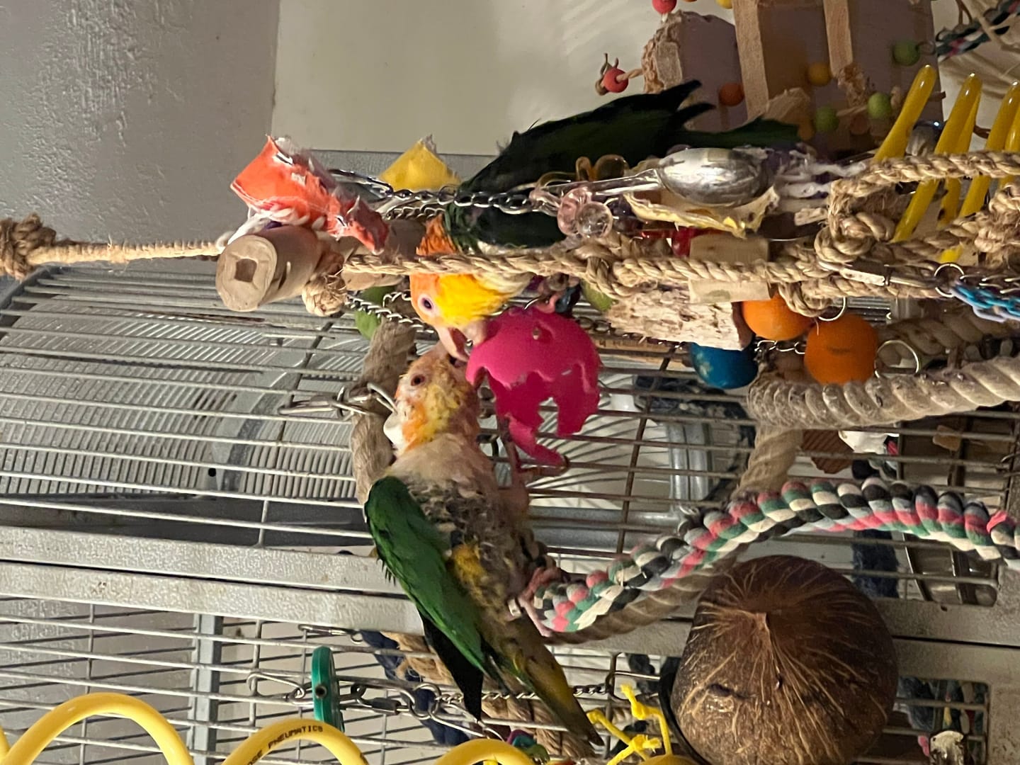 Customer photo review of Quirky Corky by Cheep Thrills Bird Toys