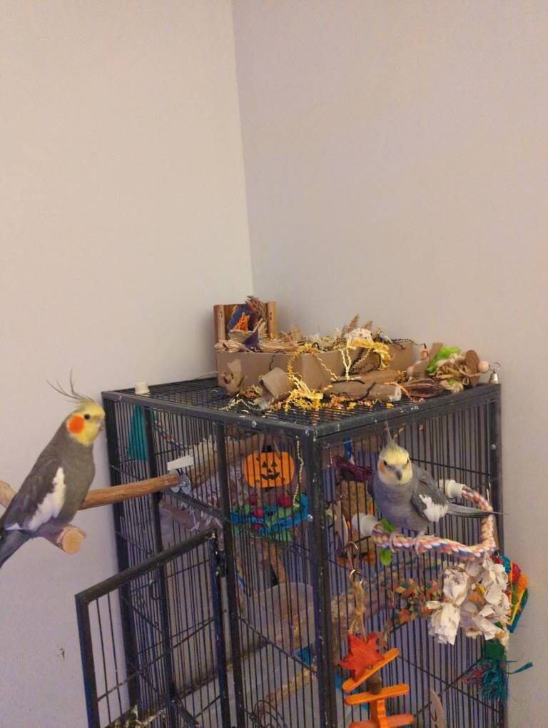 Customer photo review of "BYOT" Foraging Flats by Cheep Thrills