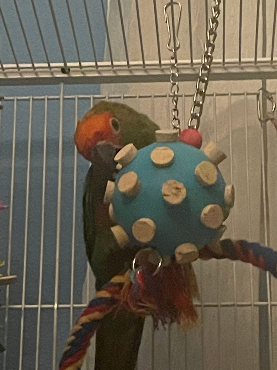 Customer photo review of Quirky Corky by Cheep Thrills Bird Toys