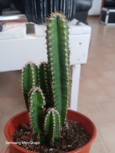 Customer photo review of Acanthocereus tetragonus | Fairy Castle Cactus