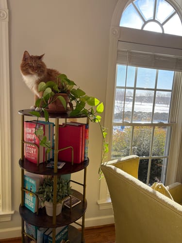 Customer photo review of Flycity 3-5 Tier Rotating Bookshelf With 360° Spinning Display