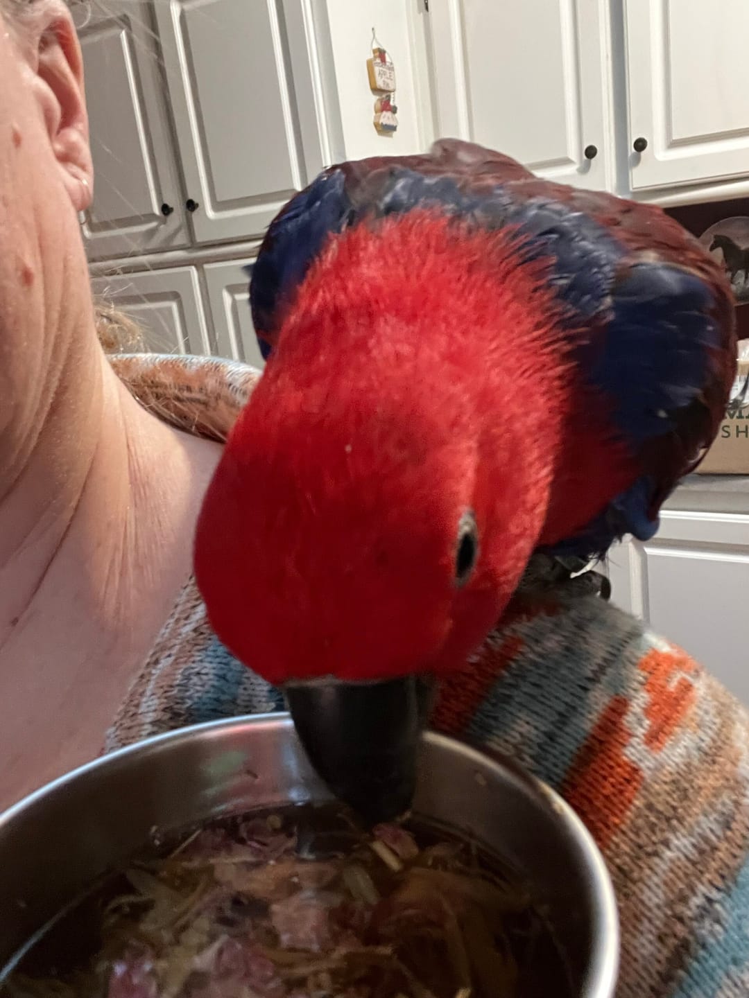 Customer photo review of Bird Brews - Avian Tea Blends - 3 Flavors to Choose From