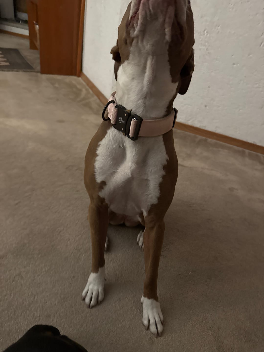 Customer photo review of Keepaws™ Tactical AirTag Collar