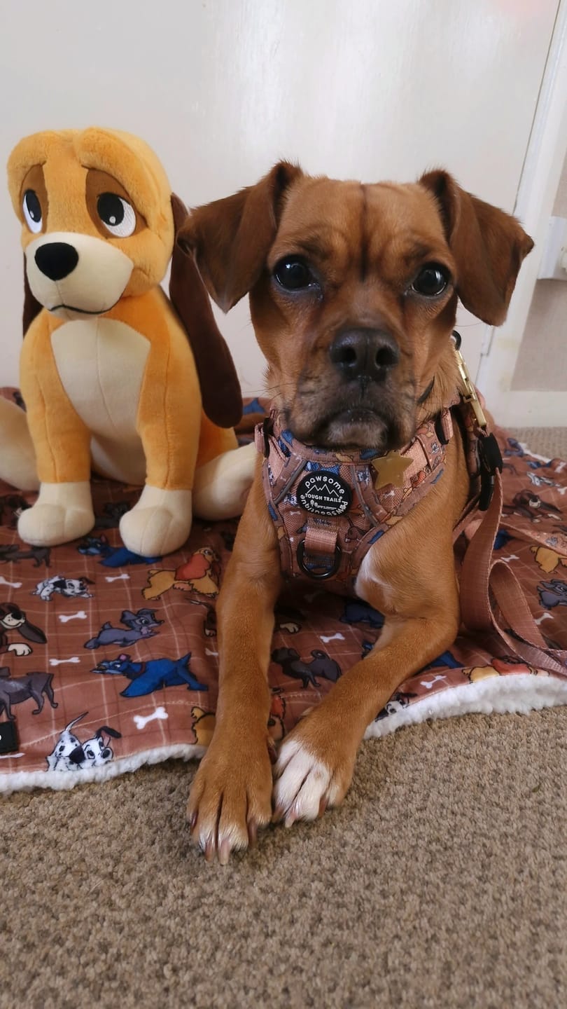 Customer photo review of Disney© Tough Trails™ Harness - Disney Dogs