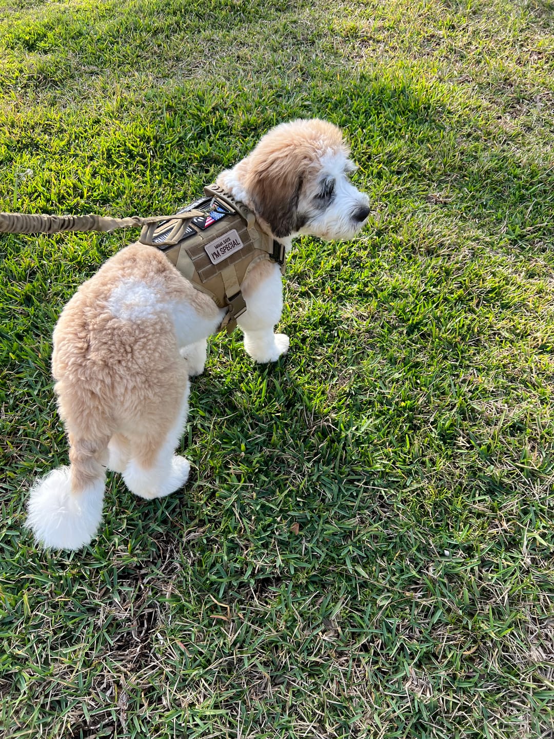 Customer photo review of Hook & Loop Patch Variety Bundle For Harness (Pack of 12)