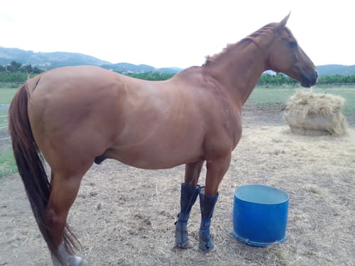 Customer photo review of LE Defender Fly Boots