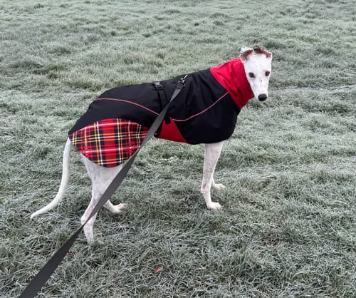 Customer photo review of Felton - Sighthound Coat with Underbelly and Harness Hole