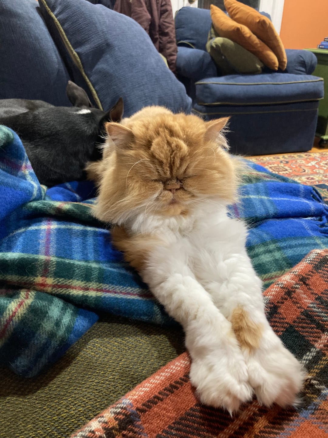 Customer photo review of Royal Canin Veterinary Diet - Urinary SO + Hydrolyzed Protein Dry Cat Food