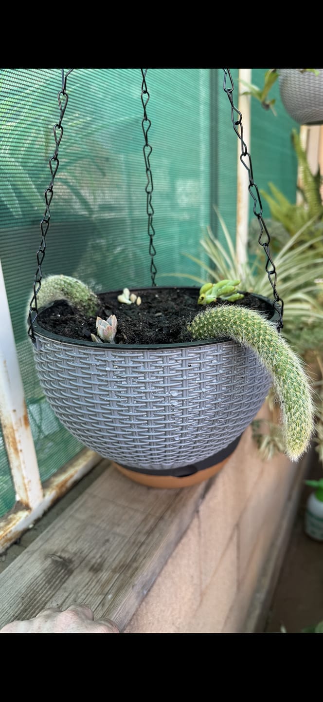 Customer photo review of Monkey Tail Cactus