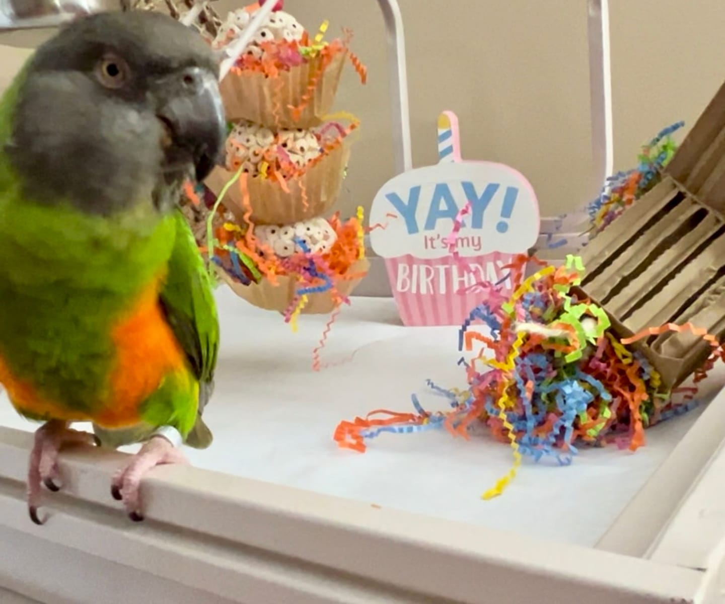 Customer photo review of Triple Scoop - Cheep Thrills Bird Toys