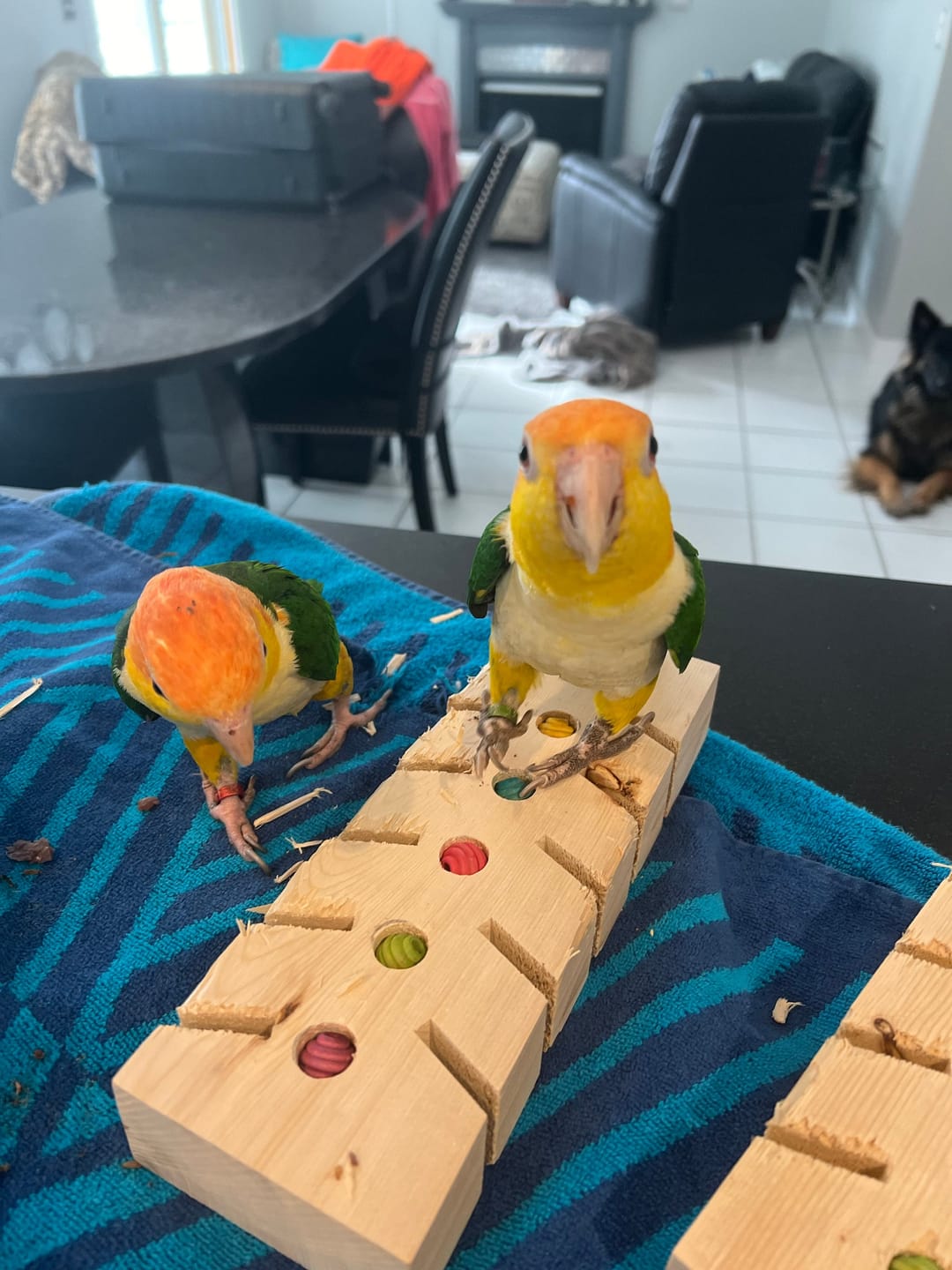 Customer photo review of Stop! Forage Time by Cheep Thrills Bird Toys