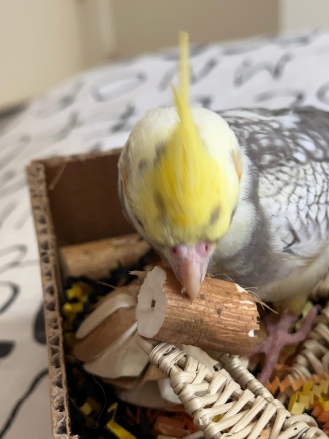 Customer photo review of "BYOT" Foraging Flats by Cheep Thrills