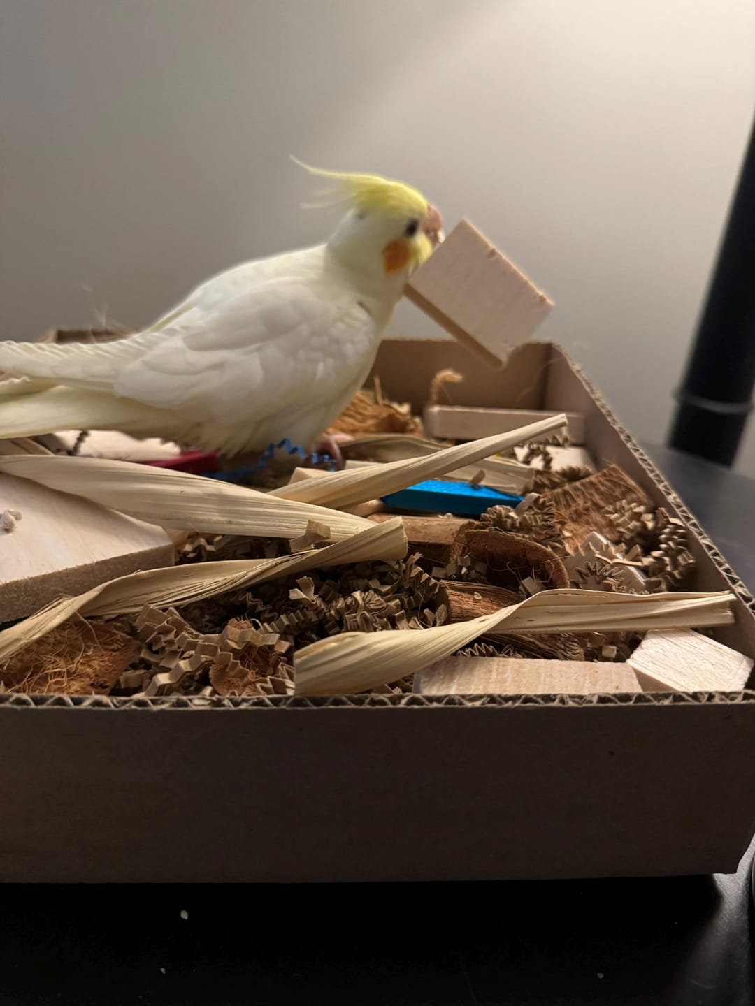 Customer photo review of "BYOT" Foraging Flats by Cheep Thrills