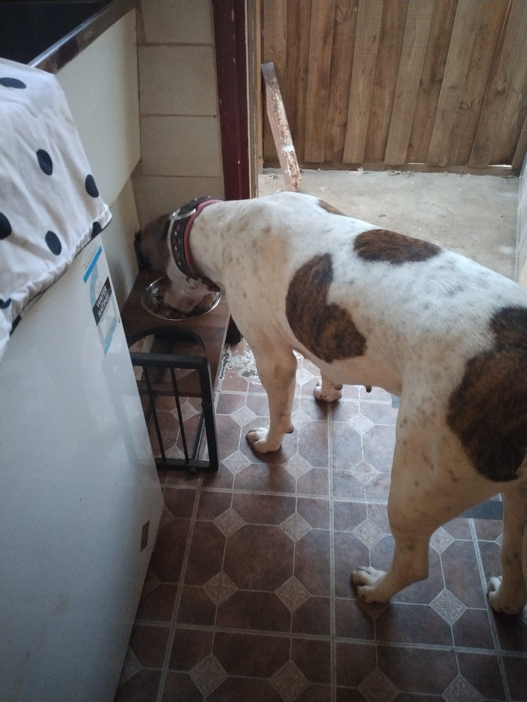 Customer photo review of PaWz Adjustable Height Pet Feeder Elevated Dual Raised Bowl