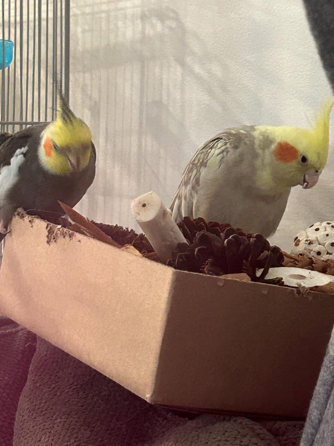 Customer photo review of "BYOT" Foraging Flats by Cheep Thrills