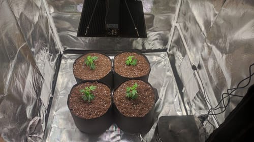 Customer photo review of Hanfstecklinge | Blackberry Moonrock