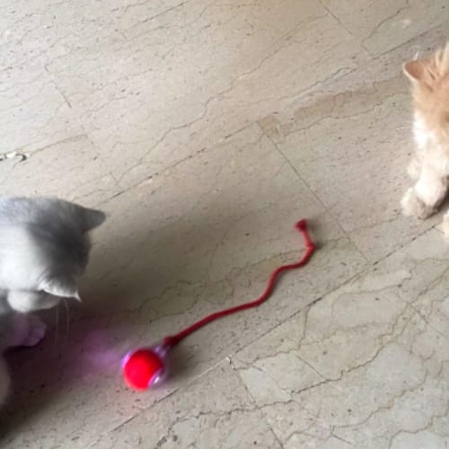 Kundenbewertung – Foto