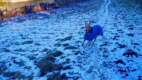 Customer photo review of Vetra - Warm Sighthound Coat with Zip Harness Hole