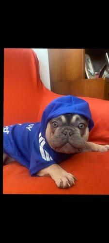 Customer photo review of Felpa "Adidog" Blu Personalizzabile con nome