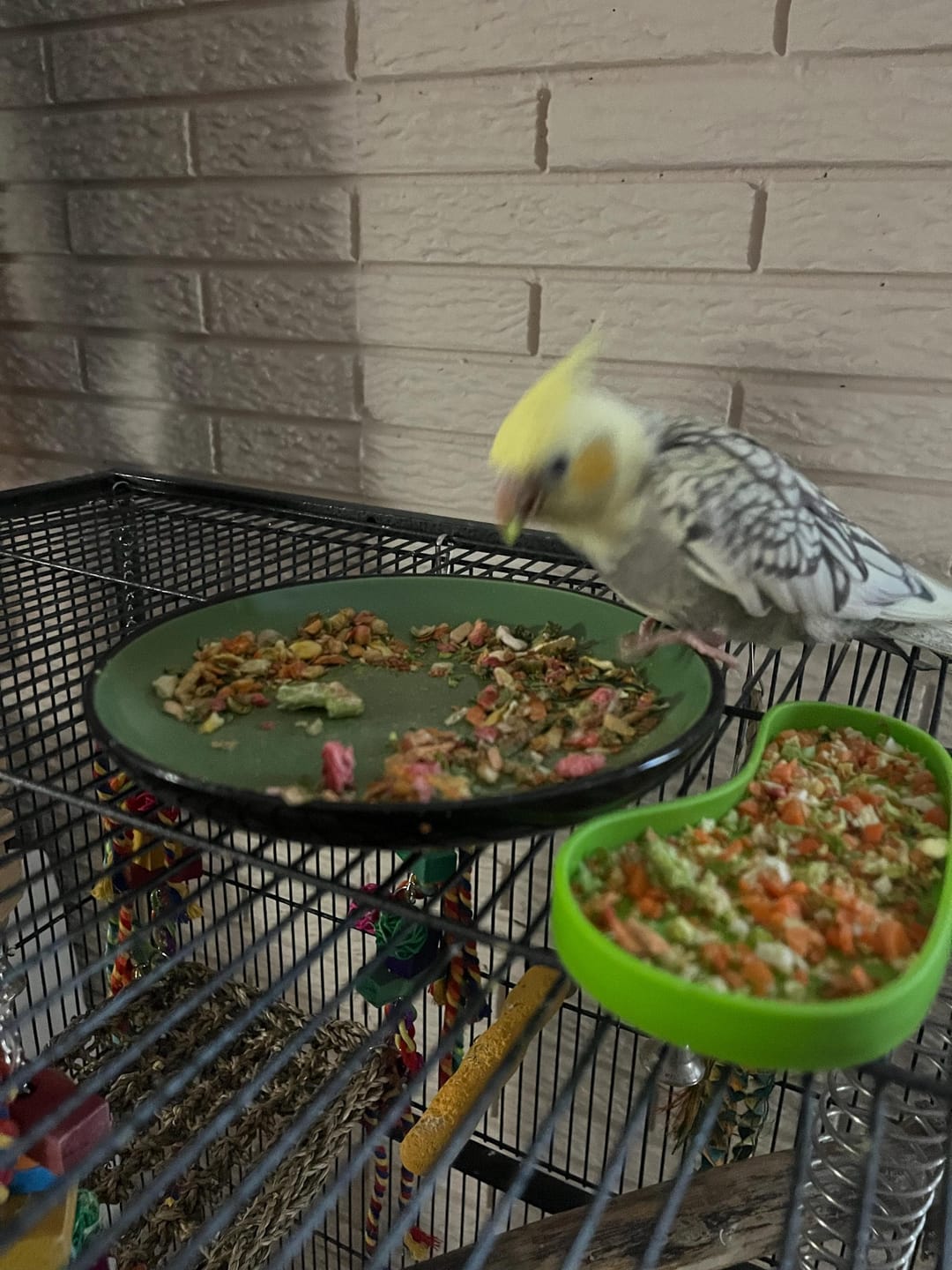 Customer photo review of Bird Bites Freeze Dried Chop - Daily Fruits & Veggies, 4 Flavors to Choose From