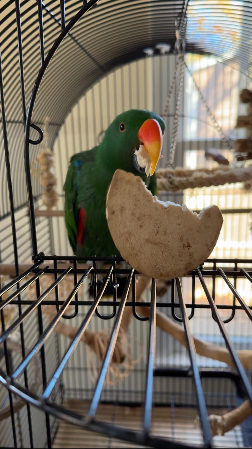 Customer photo review of "BYOT" Foraging Flats by Cheep Thrills