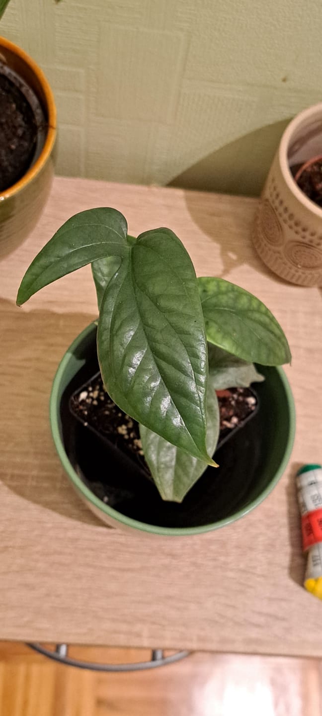 Customer photo review of MONSTERA AMYDRIUM MEDIUM SILVER
