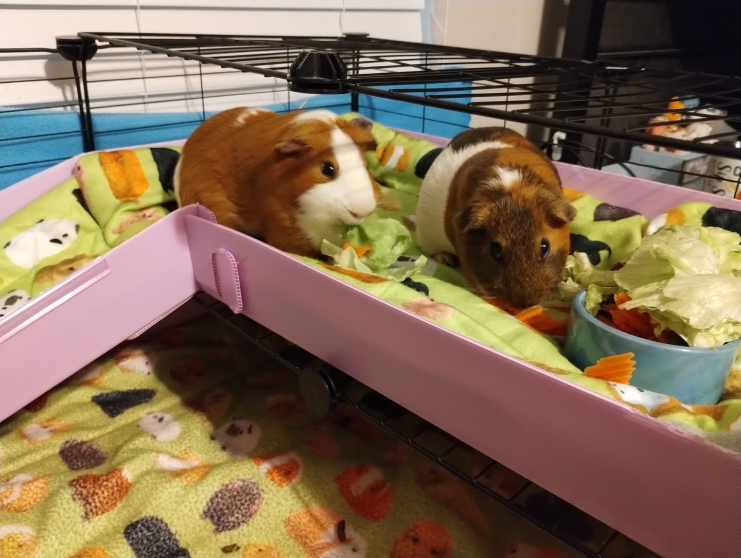 Customer photo review of Ramp & Loft 2x1 for guinea pigs - Coroplast only