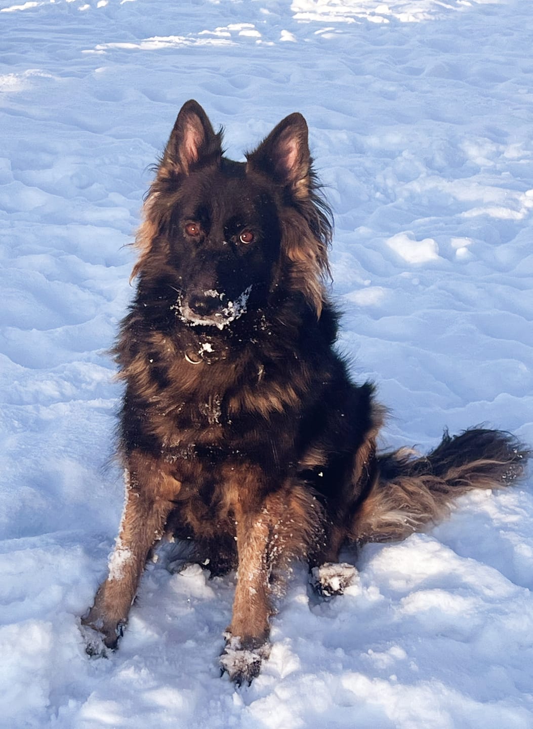 Customer photo review of 6 Inch Thick Braided Bully Stick