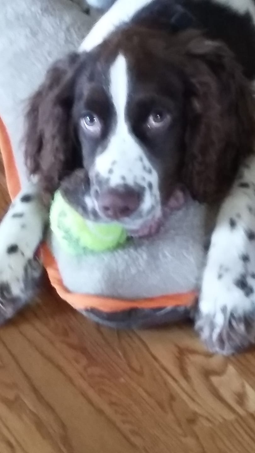 Customer photo review of Dog Eye Infection & Vision Support Remedy