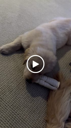 Customer video review of Beef Cheek Rolls