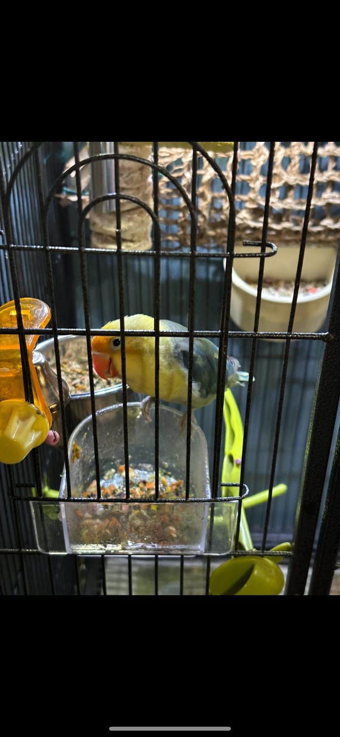 Customer photo review of Bird Bites Freeze Dried Chop - Daily Fruits & Veggies, 4 Flavors to Choose From