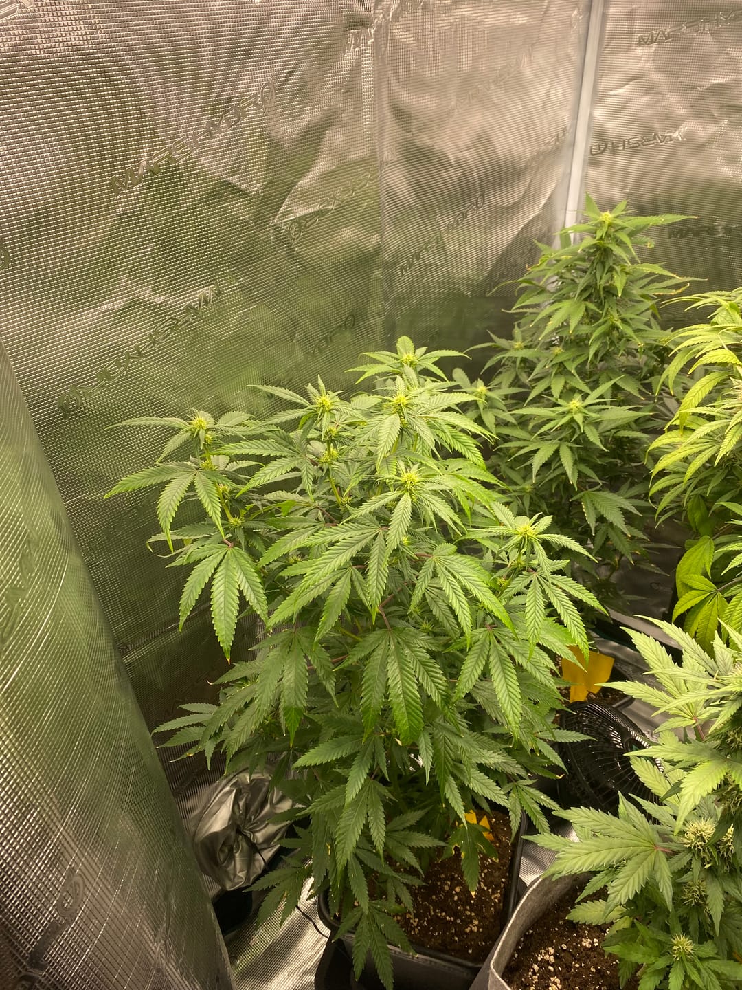Customer photo review of Hanfstecklinge | Gorilla Zkittlez