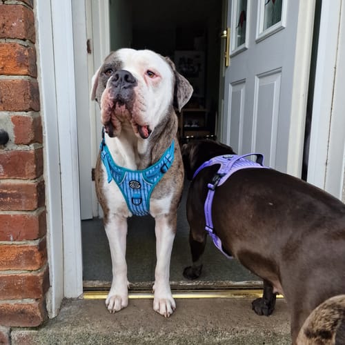 undefined review of Tough Trails™ Harness Lucky Dip image 1 out of 1