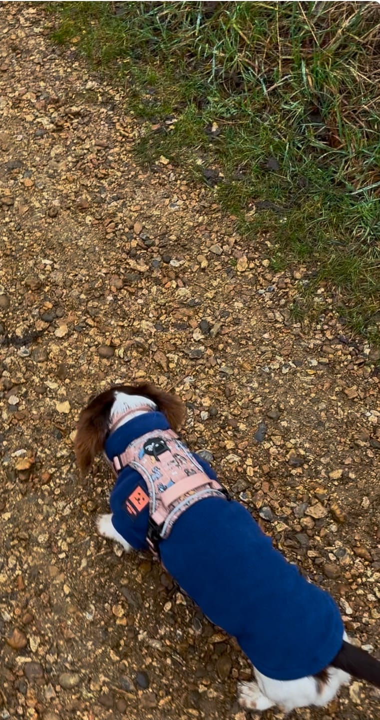 Customer photo review of Disney© Tough Trails™ Harness - Disney Dogs