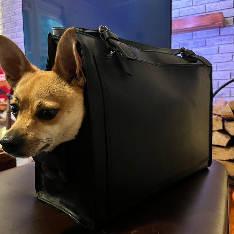 Customer photo review of Dog Travel Bag